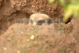 leipzig zoo-01_07_2011_zoo_allgemein_293